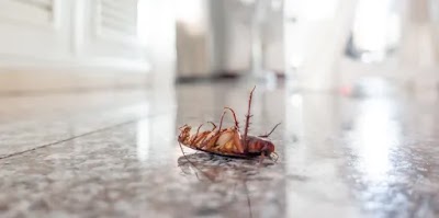 Bell Mountain Pest Control