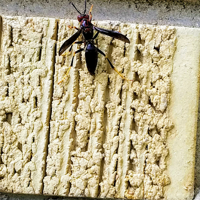 Greenline Pest Solutions