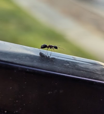 Hybrid Pest Control