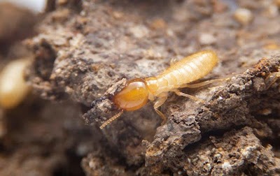 Pest Pro Pest Control