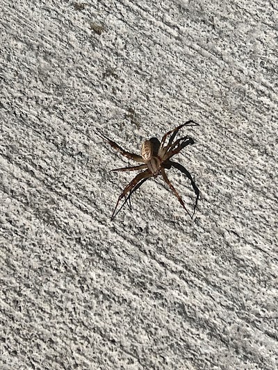 Standard Pest Control